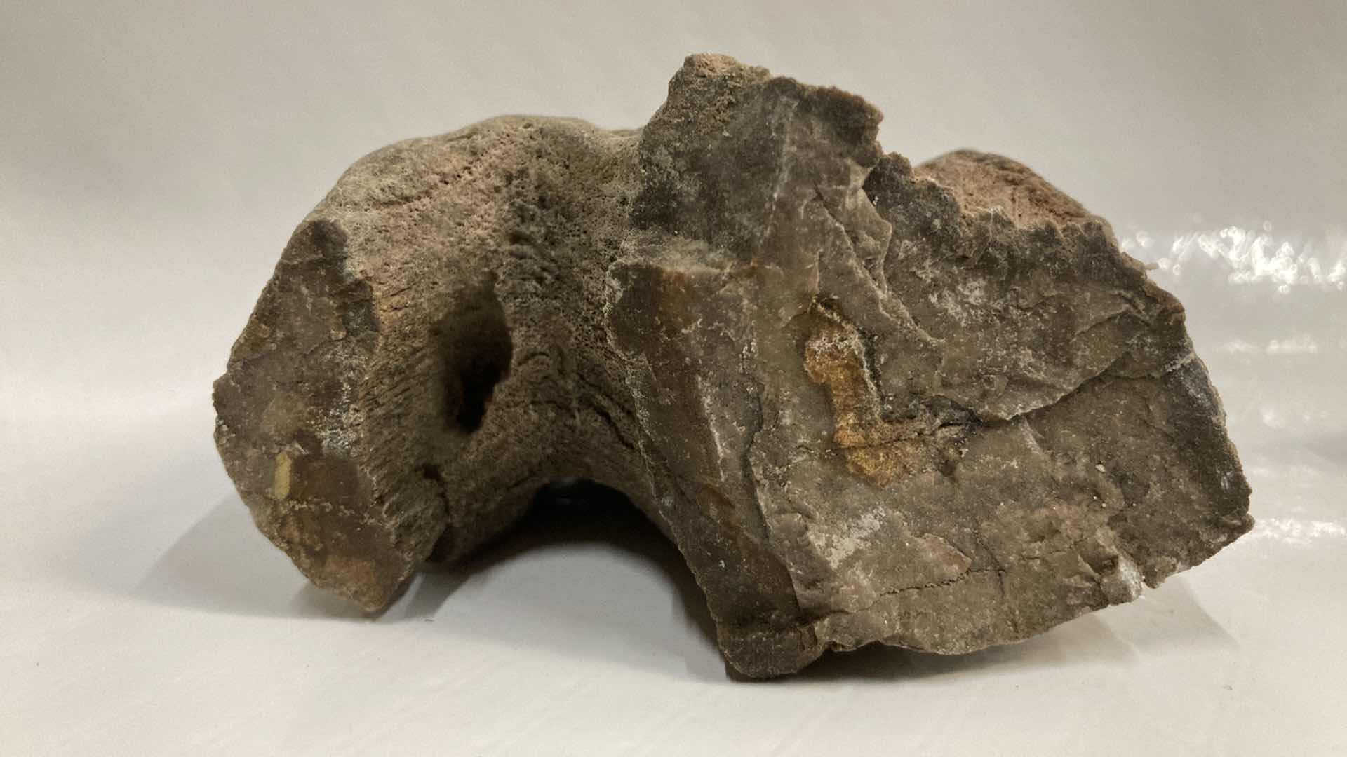 View 6 of NATURAL PETRIFIED WOOD 4” X 2.5” H4.5” & 7” X 4” H2.25”