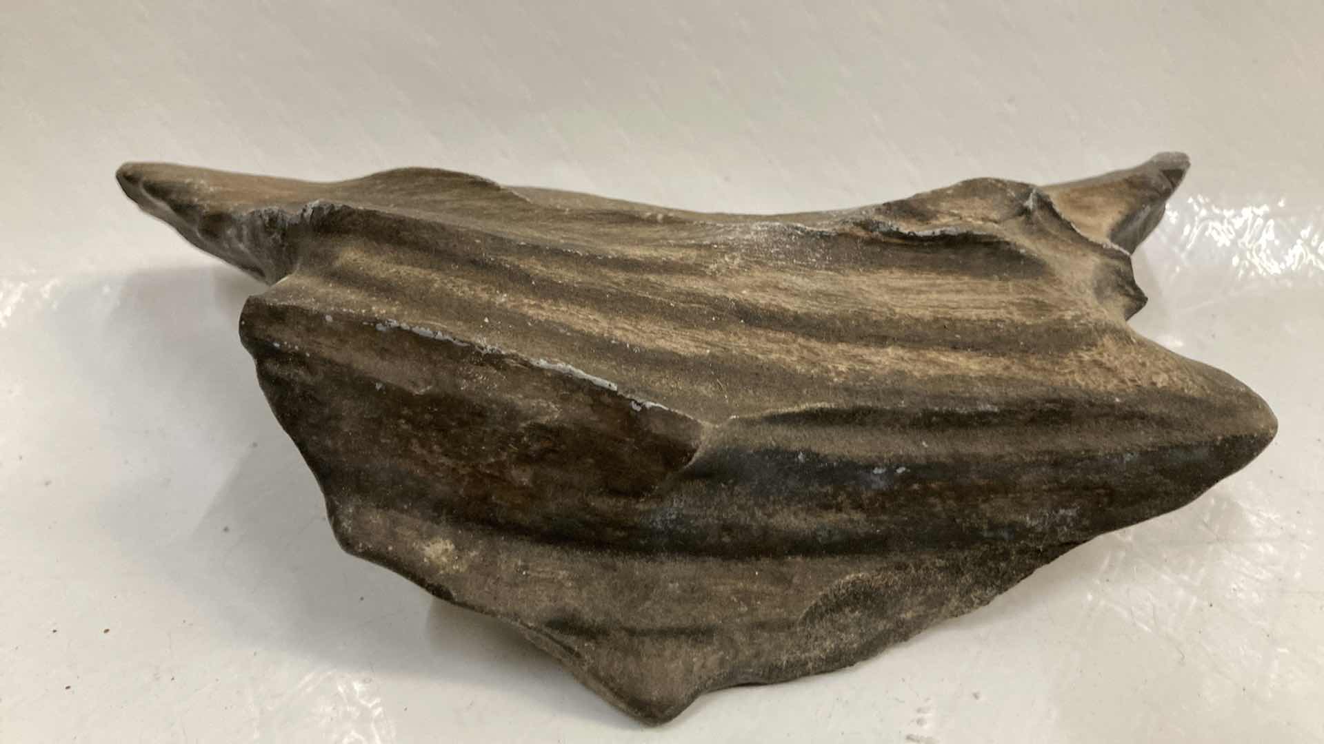 View 9 of NATURAL PETRIFIED WOOD 4” X 2.5” H4.5” & 7” X 4” H2.25”