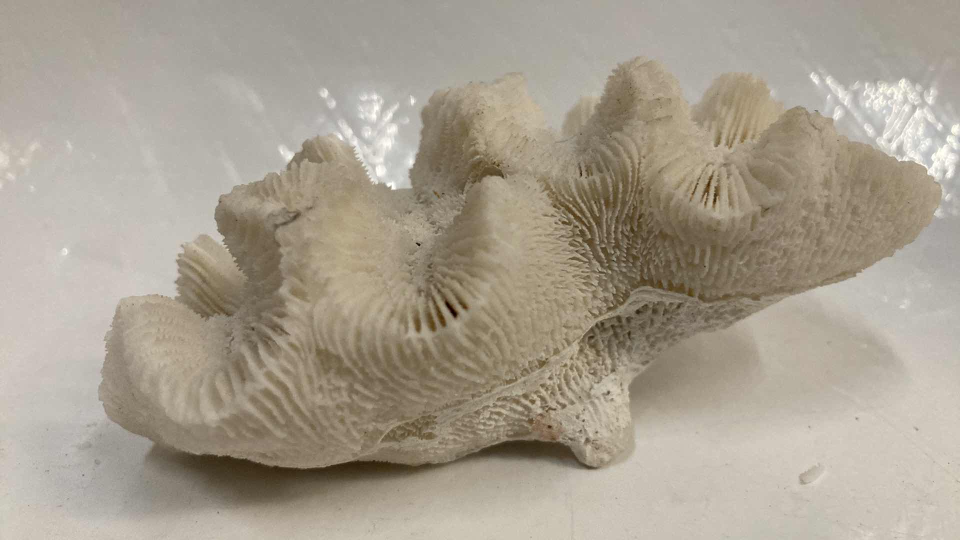 Photo 3 of AGATIZED BRAIN CORAL 3.75” X 2.5” H1.5”