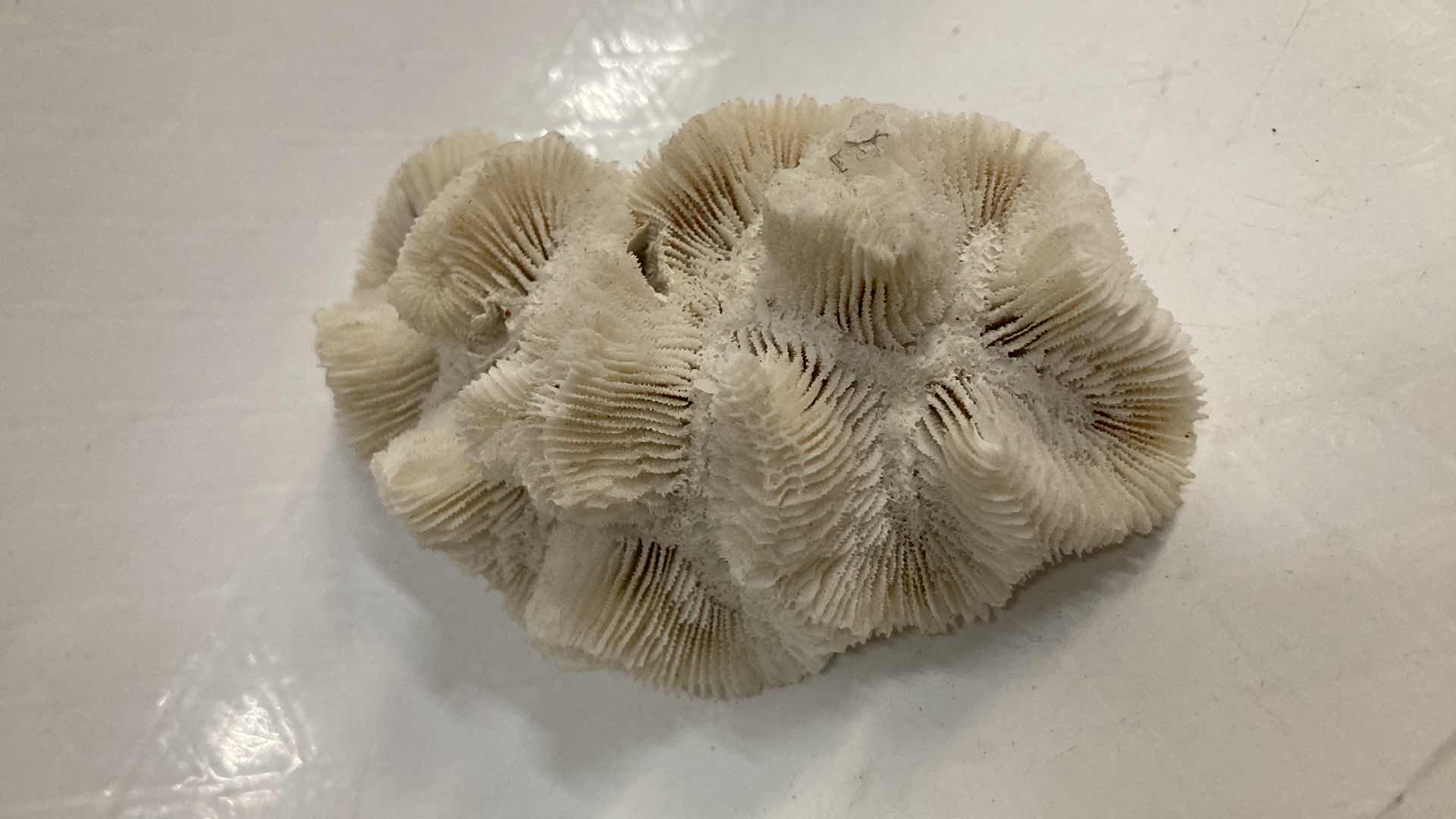 Photo 1 of AGATIZED BRAIN CORAL 3.75” X 2.5” H1.5”