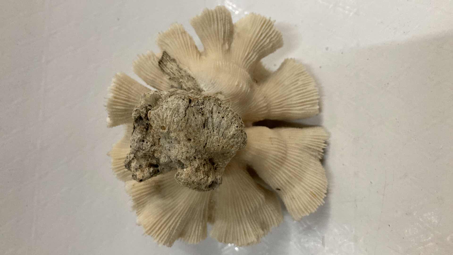 Photo 1 of AGATIZED BRAIN CORAL 3.25” X 3.5” H2.5”