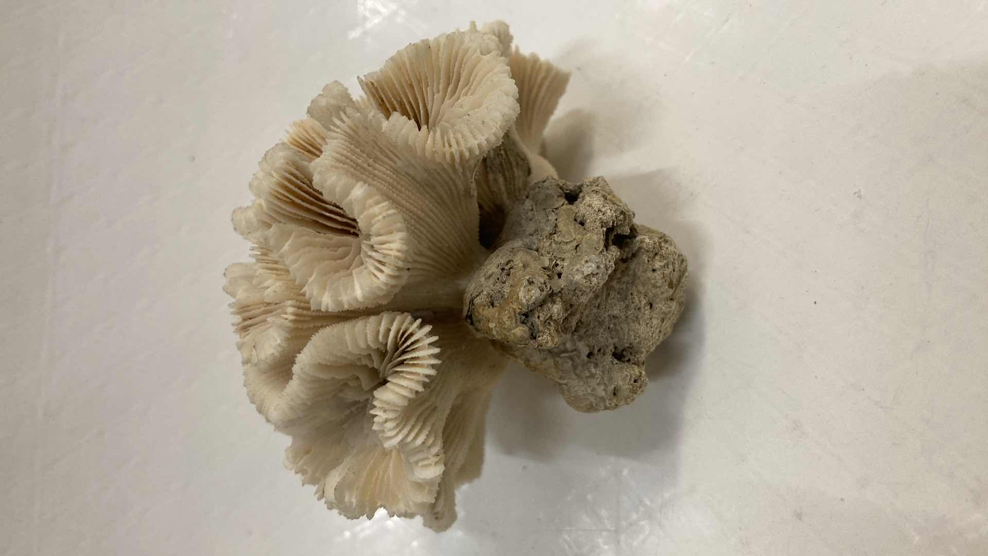 Photo 1 of AGATIZED BRAIN CORAL 3.25” X 3.5” H2.5”