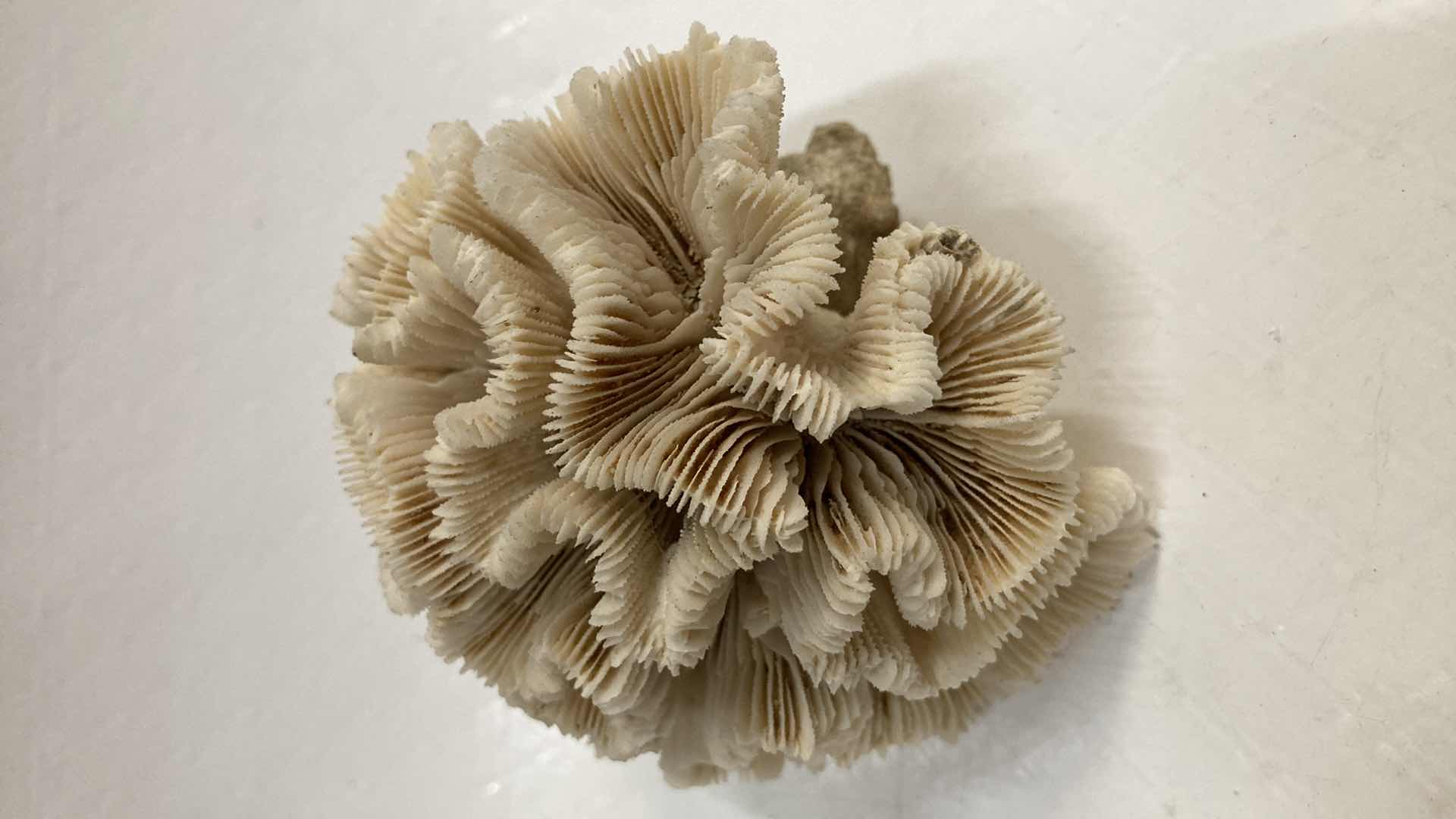 Photo 1 of AGATIZED BRAIN CORAL 3.25” X 3.5” H2.5”