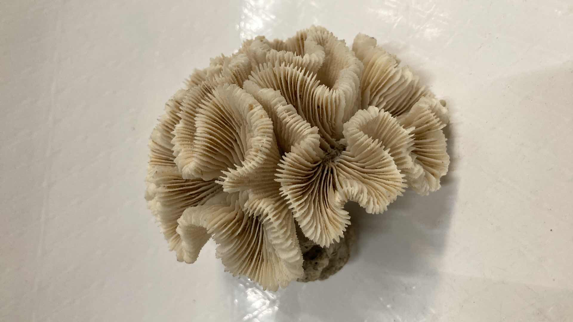 Photo 1 of AGATIZED BRAIN CORAL 3.25” X 3.5” H2.5”