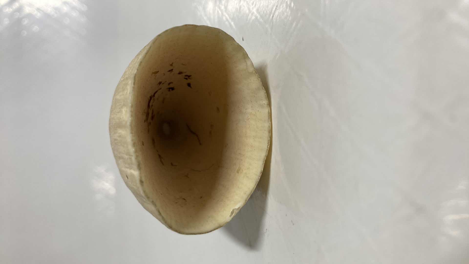 Photo 1 of FOSSILIZED WHALE TOOTH 2” X 1.25” H4.75”