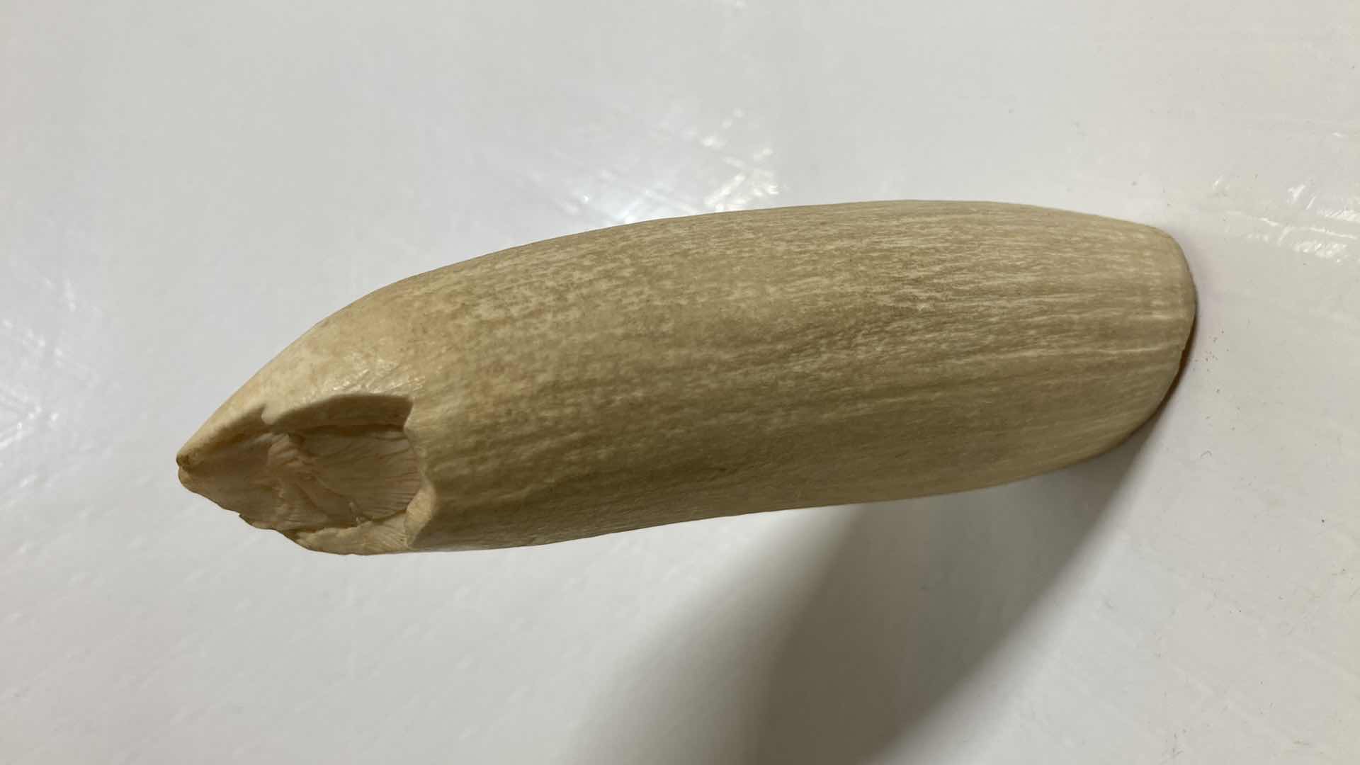 Photo 1 of FOSSILIZED WHALE TOOTH 2” X 1.25” H4.75”