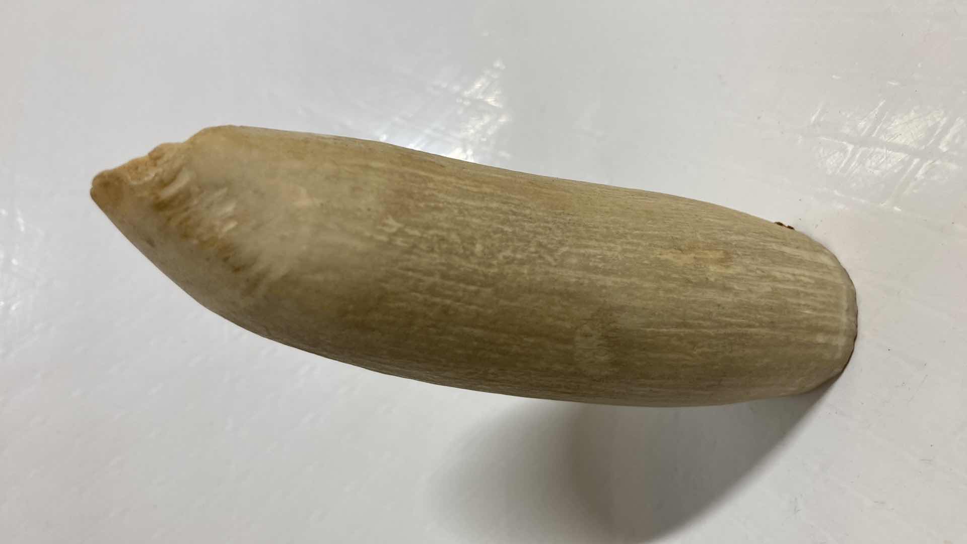 Photo 1 of FOSSILIZED WHALE TOOTH 2” X 1.25” H4.75”