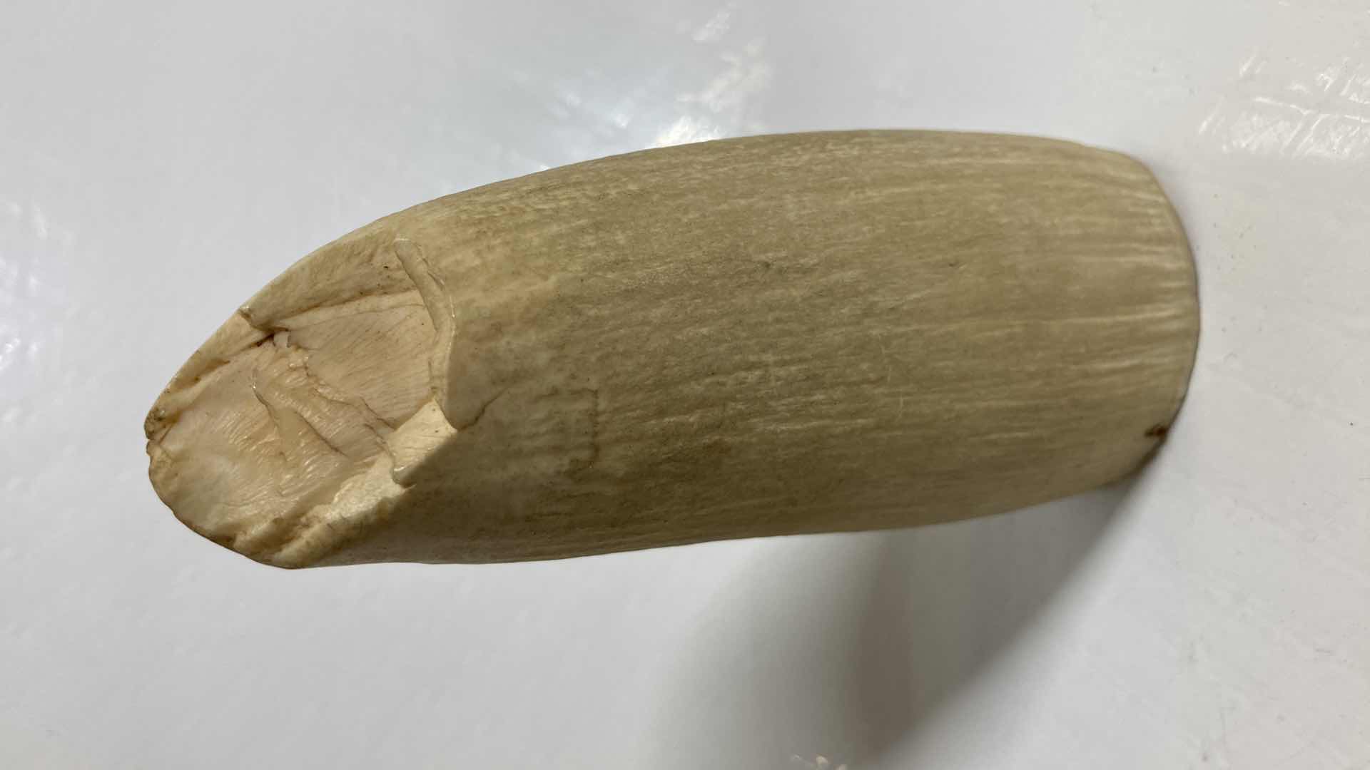 Photo 1 of FOSSILIZED WHALE TOOTH 2” X 1.25” H4.75”