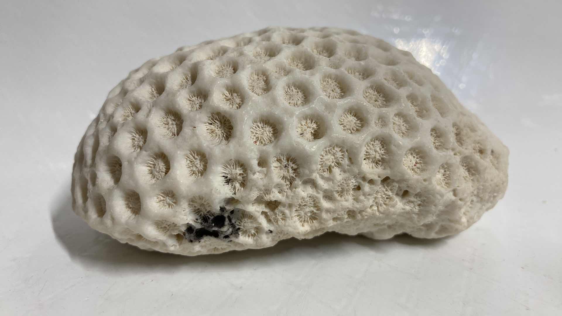 Photo 1 of FOSSILIZED BRAIN CORAL 4.5” X 3.5” H2”