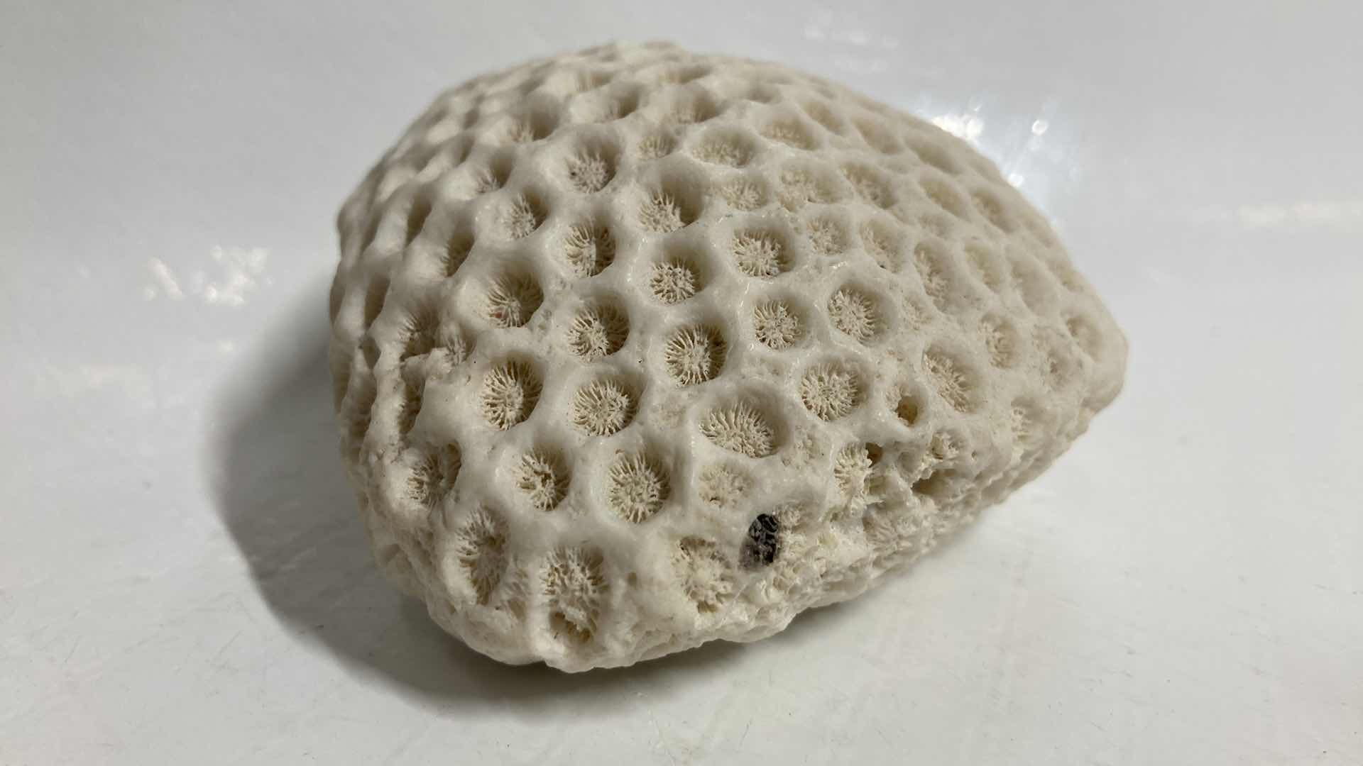 Photo 1 of FOSSILIZED BRAIN CORAL 4.5” X 3.5” H2”