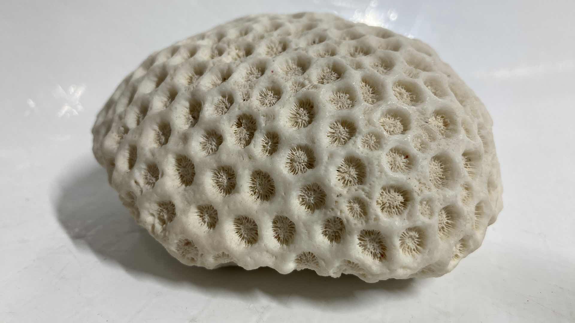 Photo 1 of FOSSILIZED BRAIN CORAL 4.5” X 3.5” H2”
