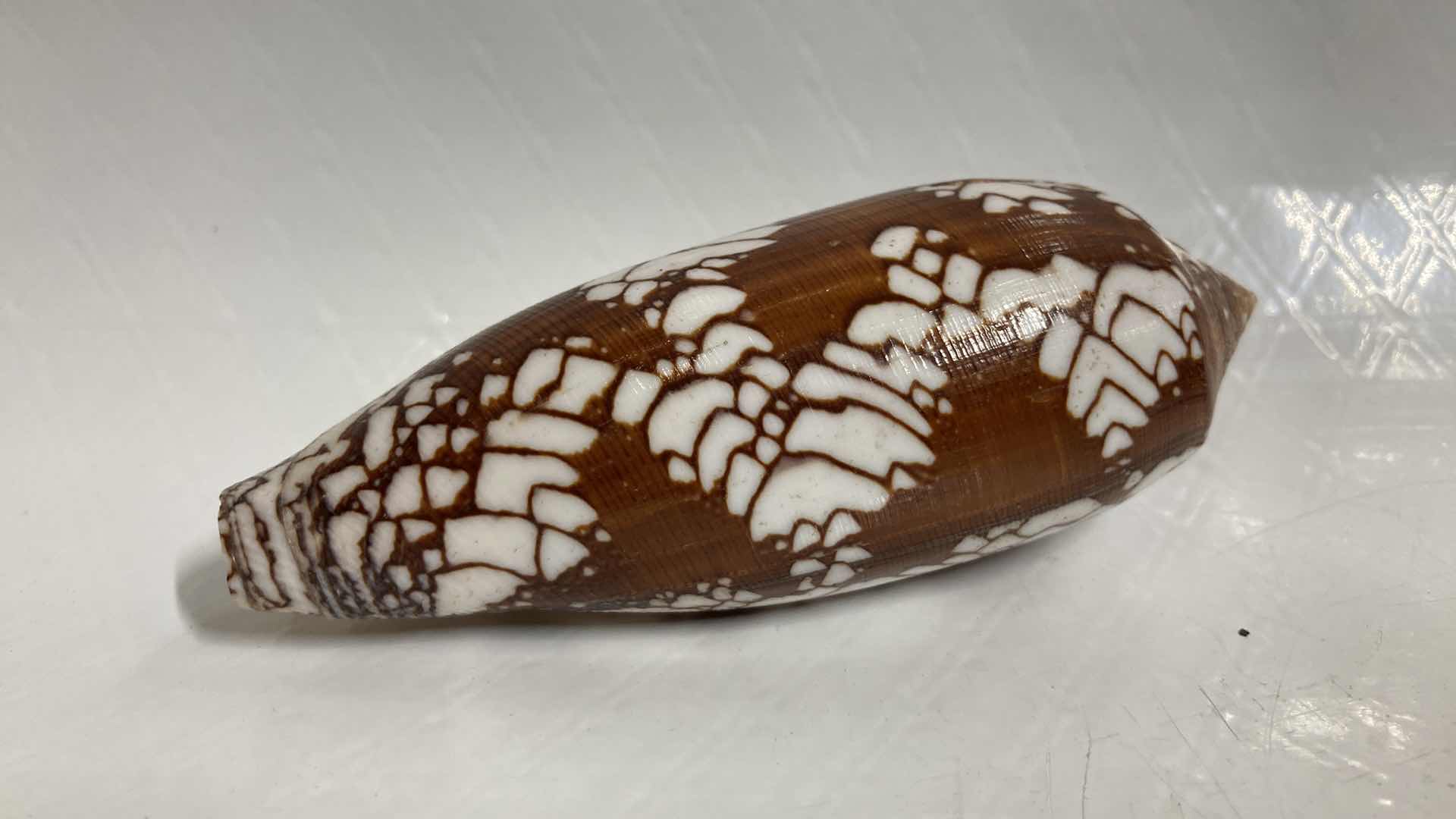 Photo 1 of CONUS PENNACEUS 4” SHELL & TALPA SHELL W VARIOUS TYPES OF ROCKS (7)