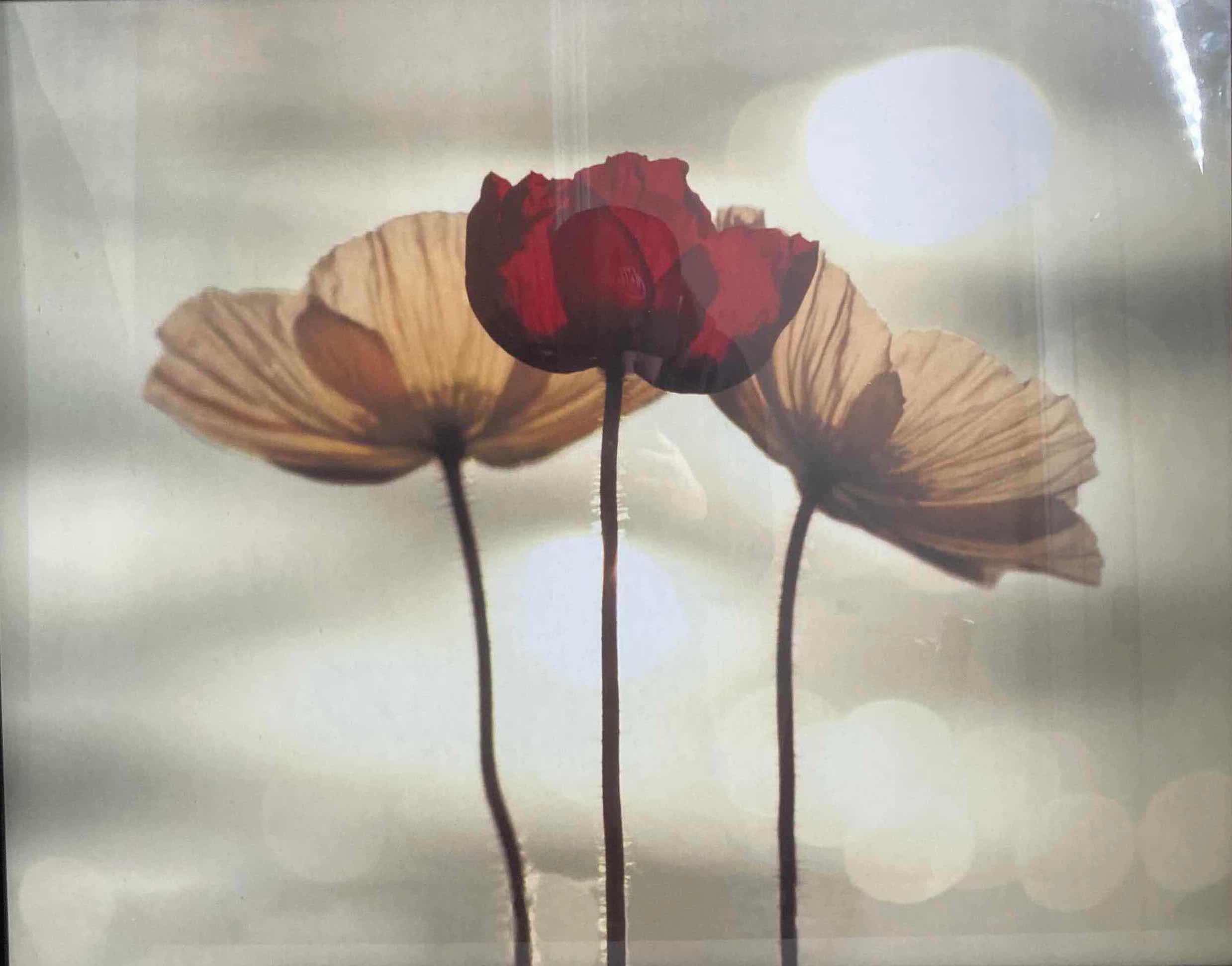 Photo 1 of ICELANDIC POPPY FLOWERS FRAMED ARTWORK 34” X 28”