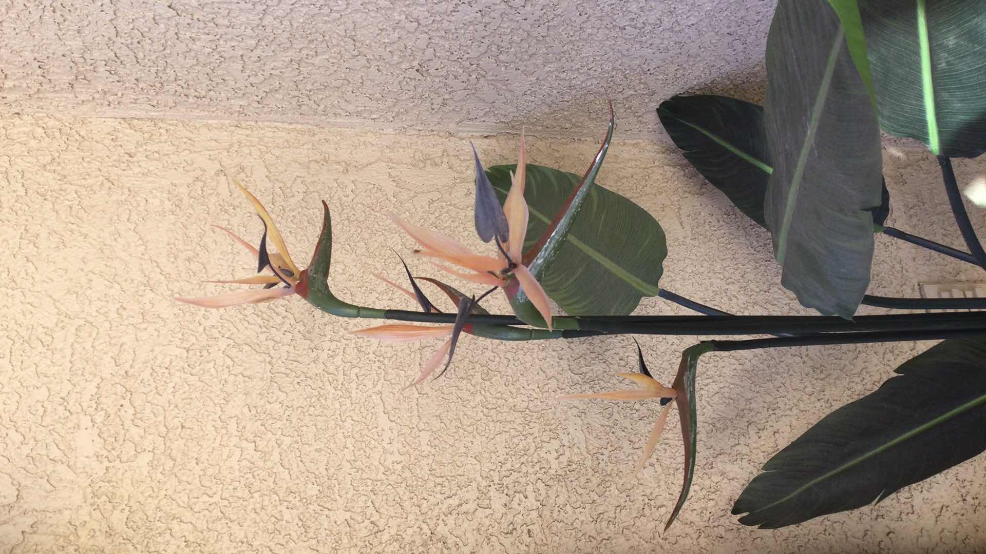 Photo 1 of FAUX POTTED BIRD OF PARADISE PLANT H58”