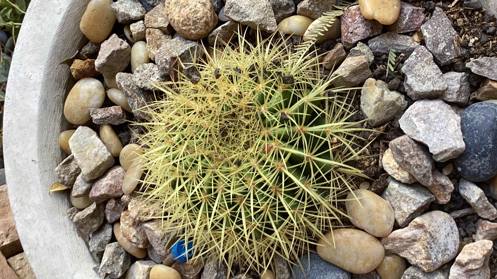 Photo 1 of CONCRETE PLANTER WITH LIVE CACTUS 18" X H18"
