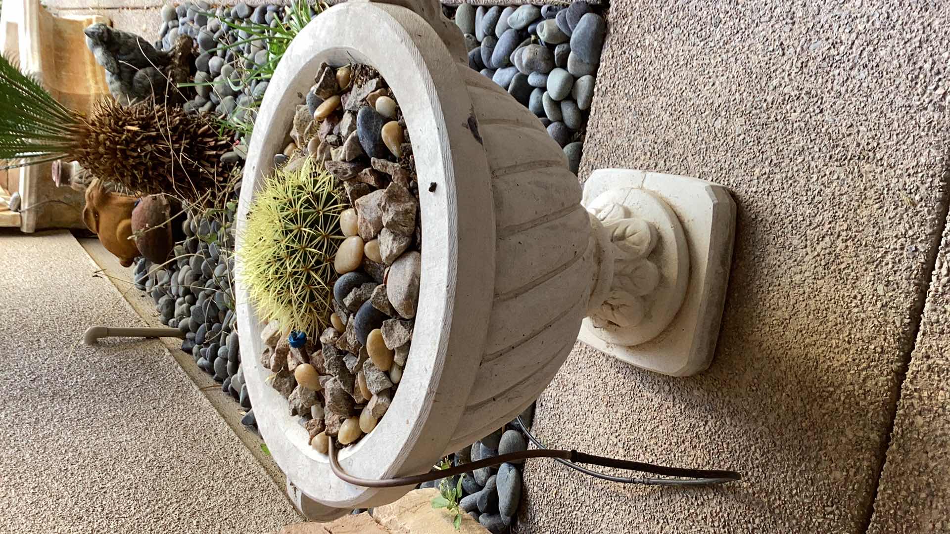 Photo 1 of CONCRETE PLANTER WITH LIVE CACTUS 18" X H18"