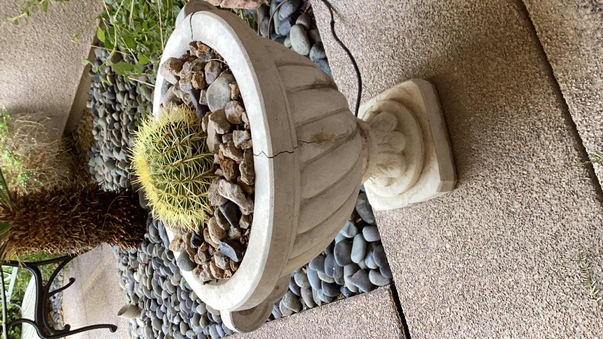 Photo 1 of CONCRETE PLANTER WITH LIVE CACTUS 18" X H18"