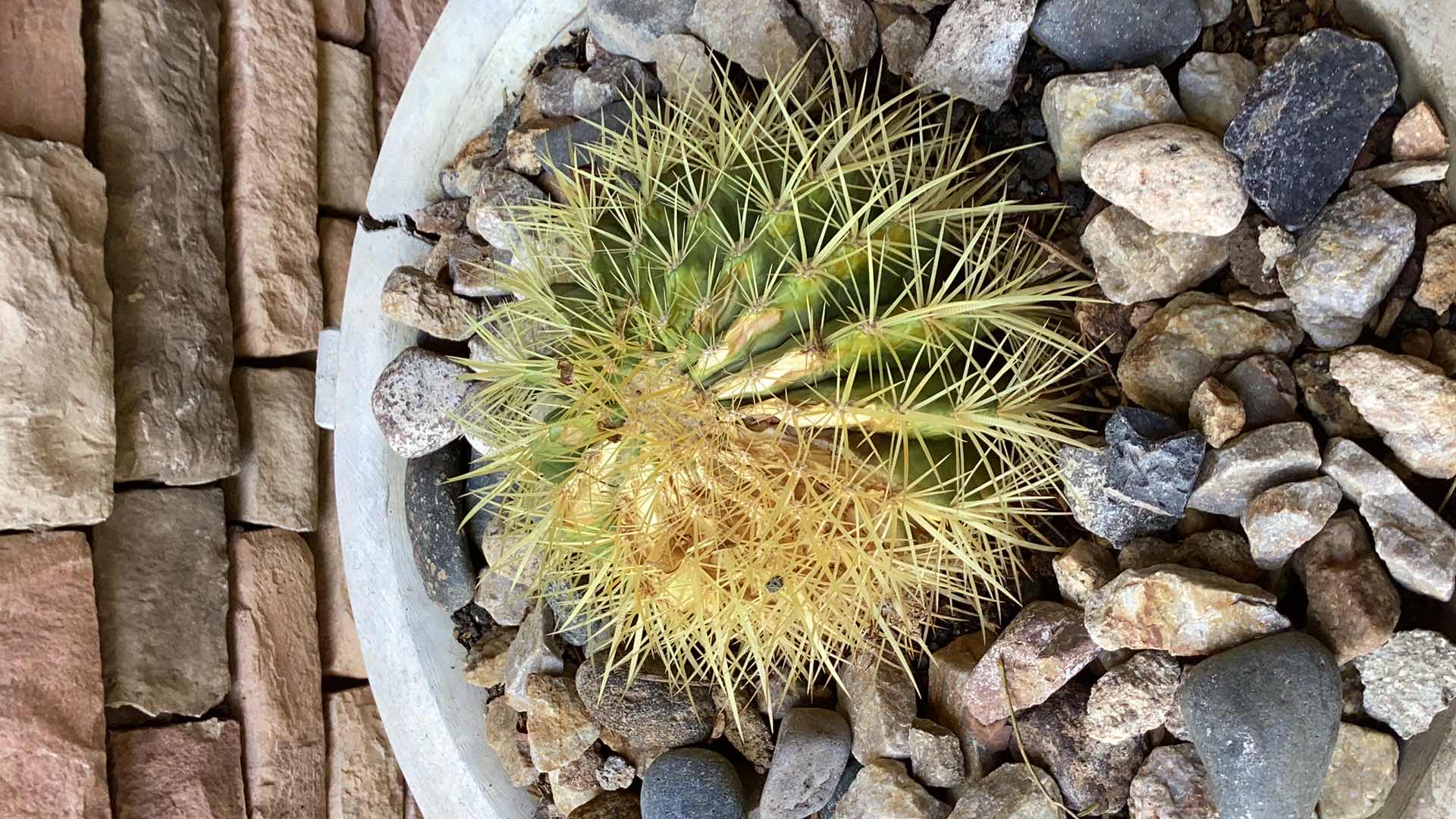 Photo 1 of CONCRETE PLANTER WITH LIVE CACTUS 18" X H18"