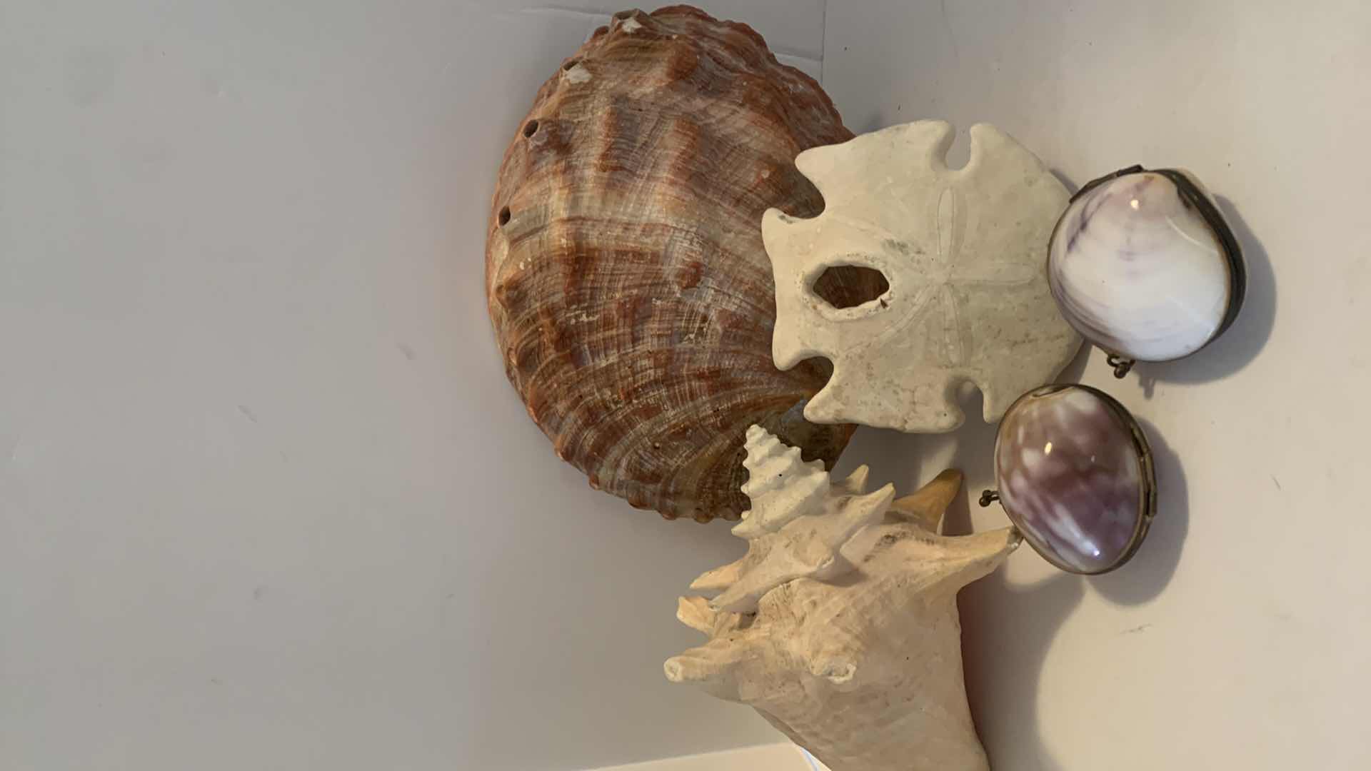 Photo 1 of 5 PIECE SHELL ASSORTMENT