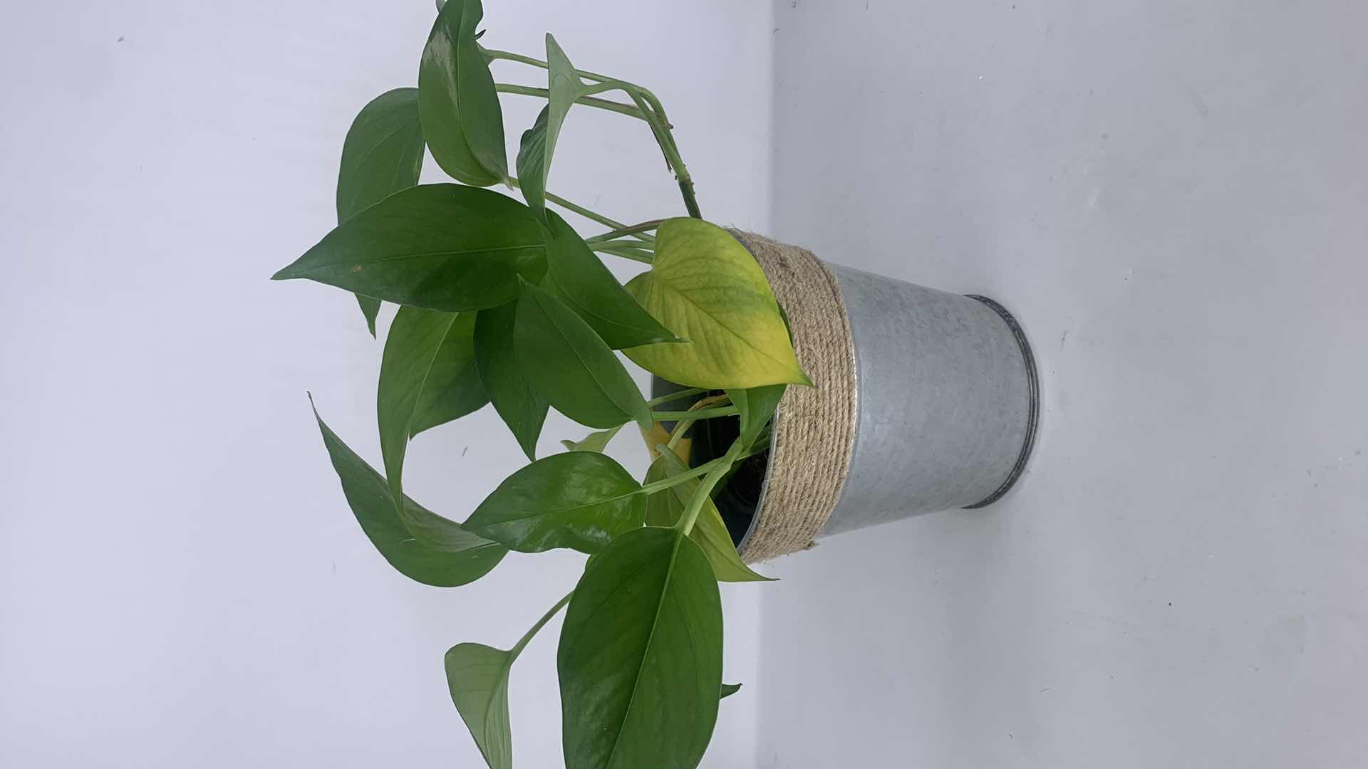 Photo 5 of 3 PLANTS, 2 FAUX, 1 LIVE TALLEST H19”