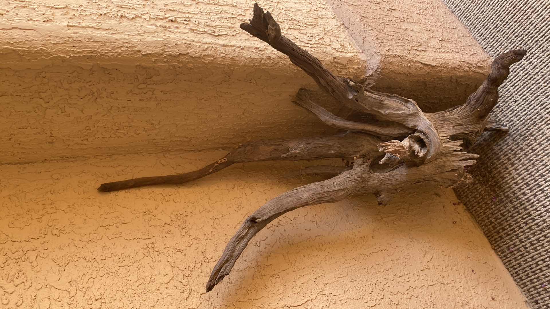 Photo 1 of LARGE DRIFTWOOD H 49”