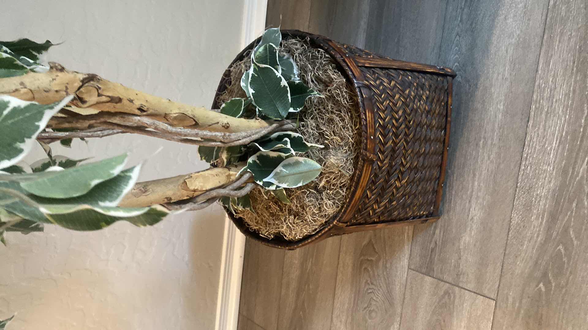 Photo 3 of FAUX FICUS TREE H77”