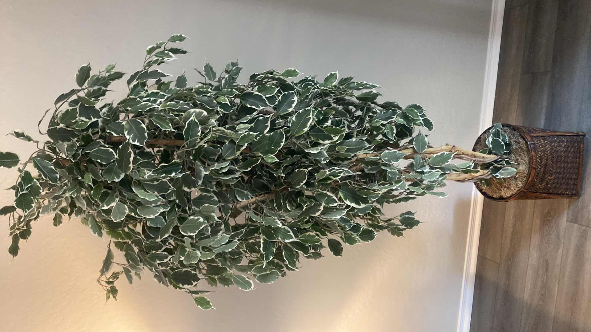 Photo 1 of FAUX FICUS TREE H77”