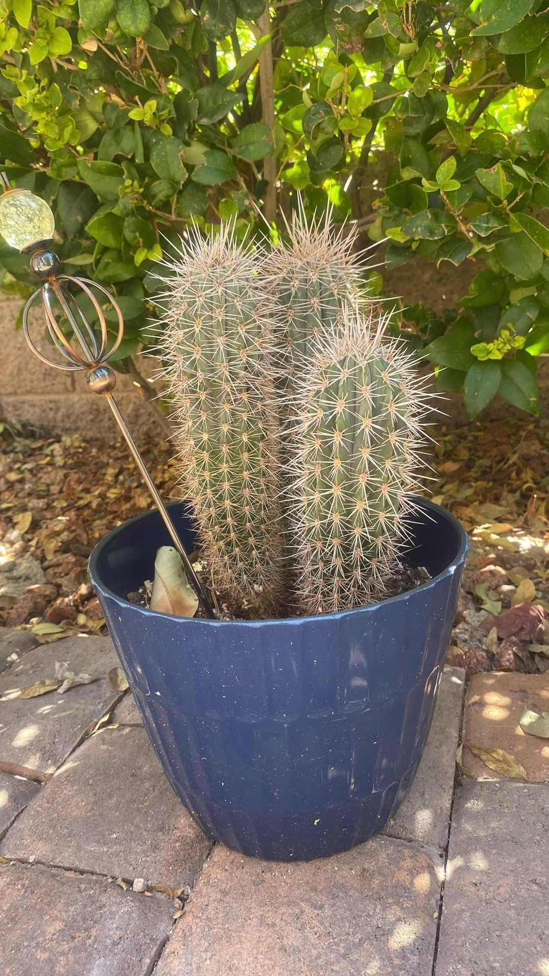 Photo 1 of CACTUS IN PLASTIC POT (pot is 7” x 7”)