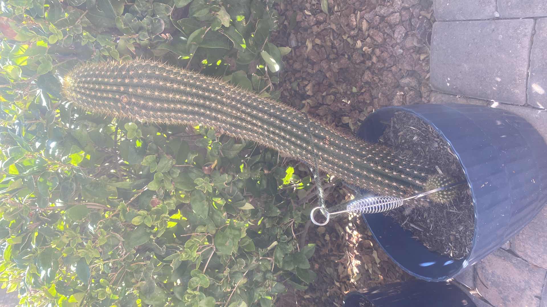 Photo 1 of CACTUS IN PLASTIC POT (pot is 11“ x 9“)