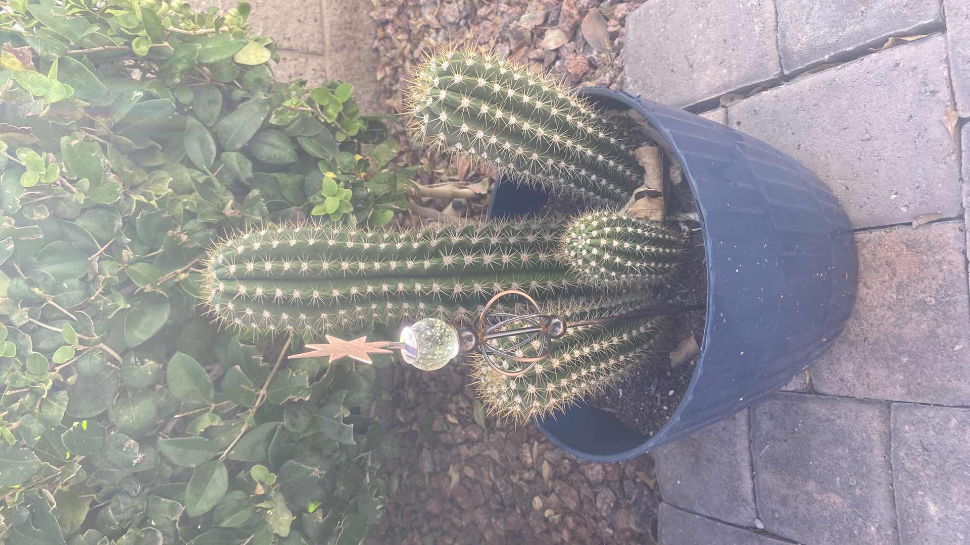 Photo 1 of CACTUS IN PLASTIC POT (pot is 11“ x 9“)