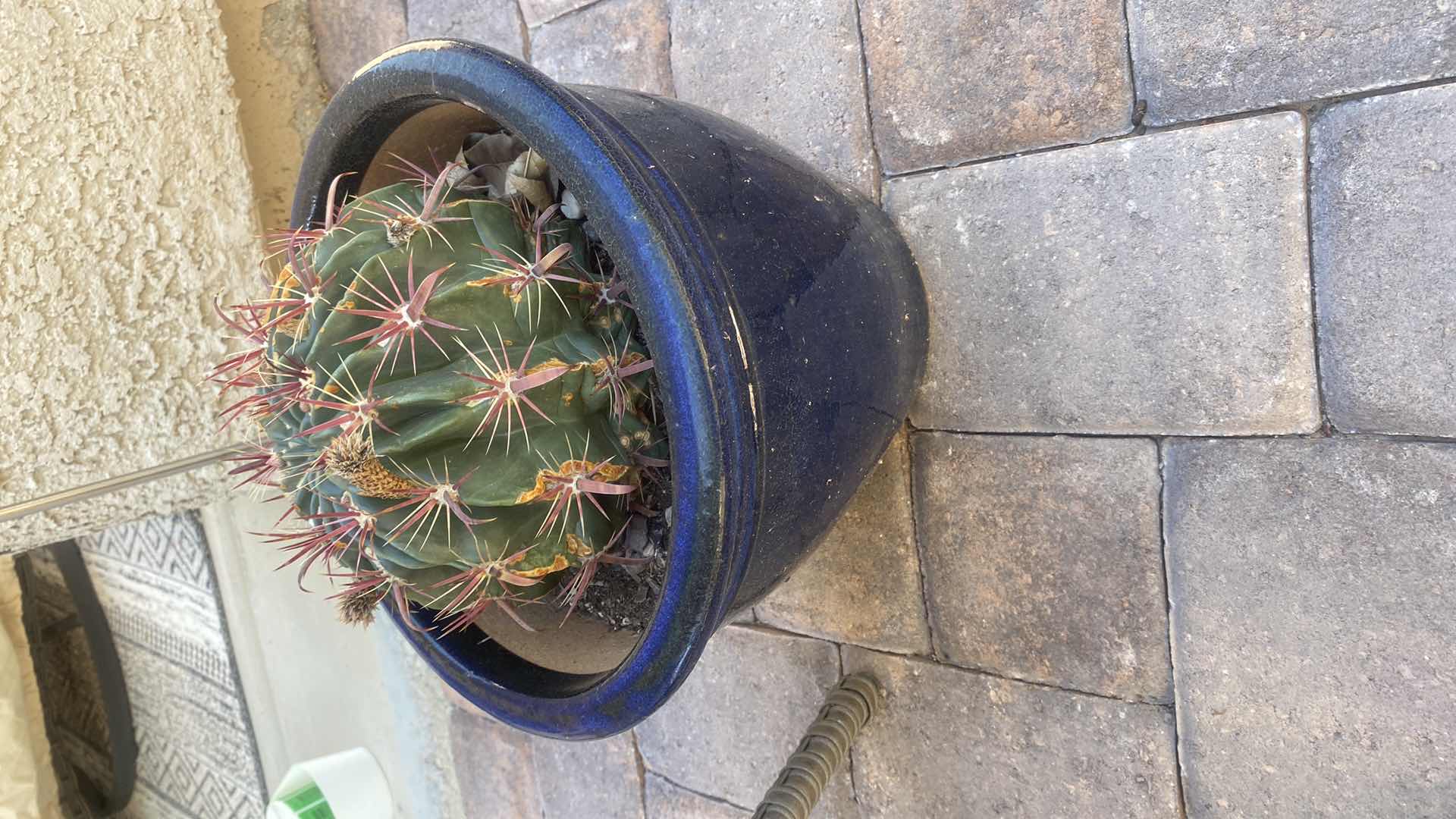Photo 1 of CACTUS IN CERAMIC POT, POT MEASURES 11” x 10”