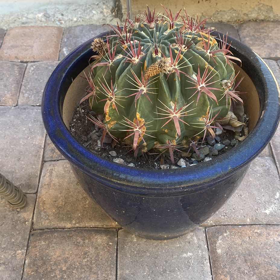 Photo 1 of CACTUS IN CERAMIC POT, POT MEASURES 11” x 10”