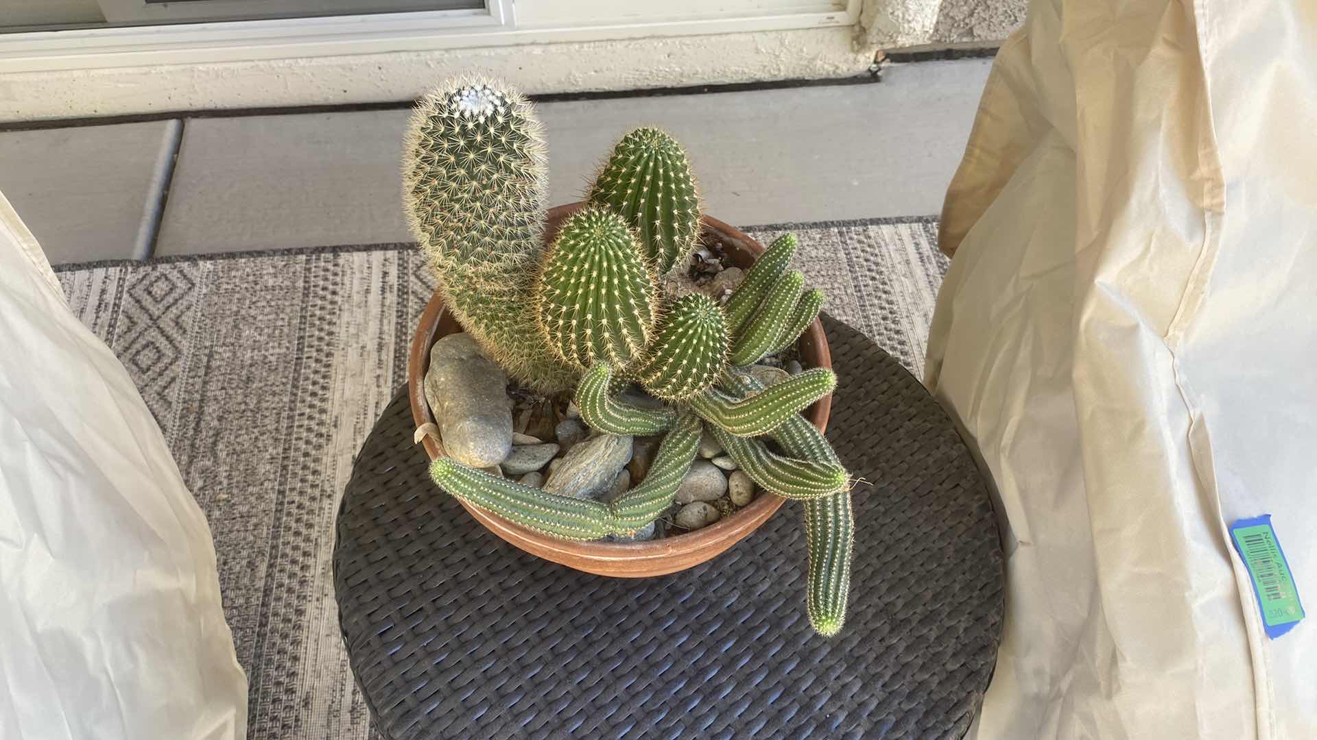 Photo 1 of CACTUS IN CLAY POT, POT MEASURES 10” x 5 1/2”