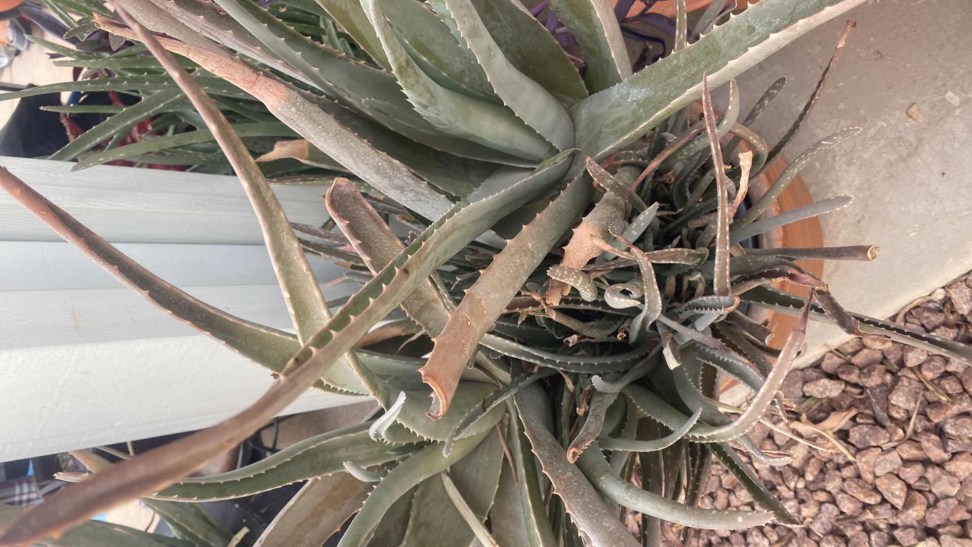 Photo 1 of ALOE PLANT IN CLAY POT H 36”