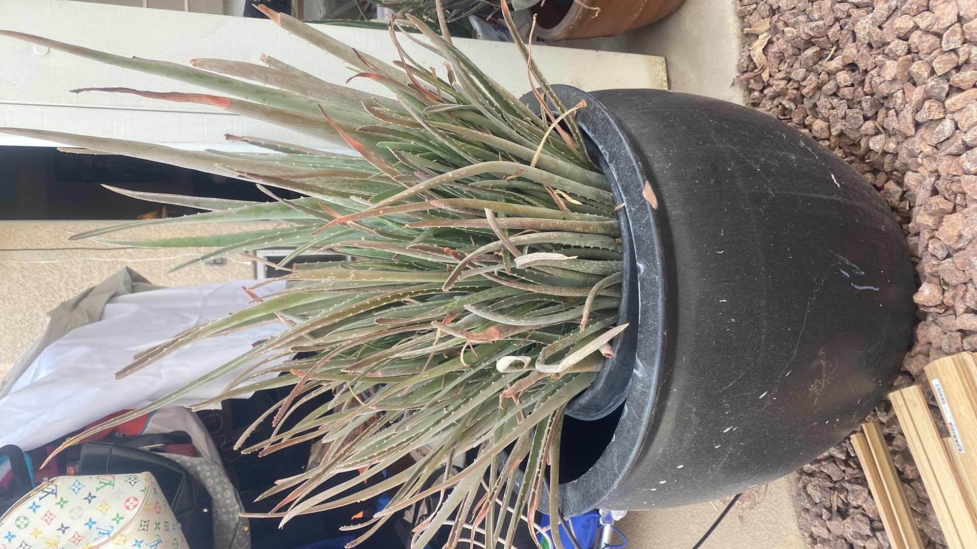 Photo 1 of BLACK CERAMIC POT WITH LUVE ALOE PLANT 24” x 42”