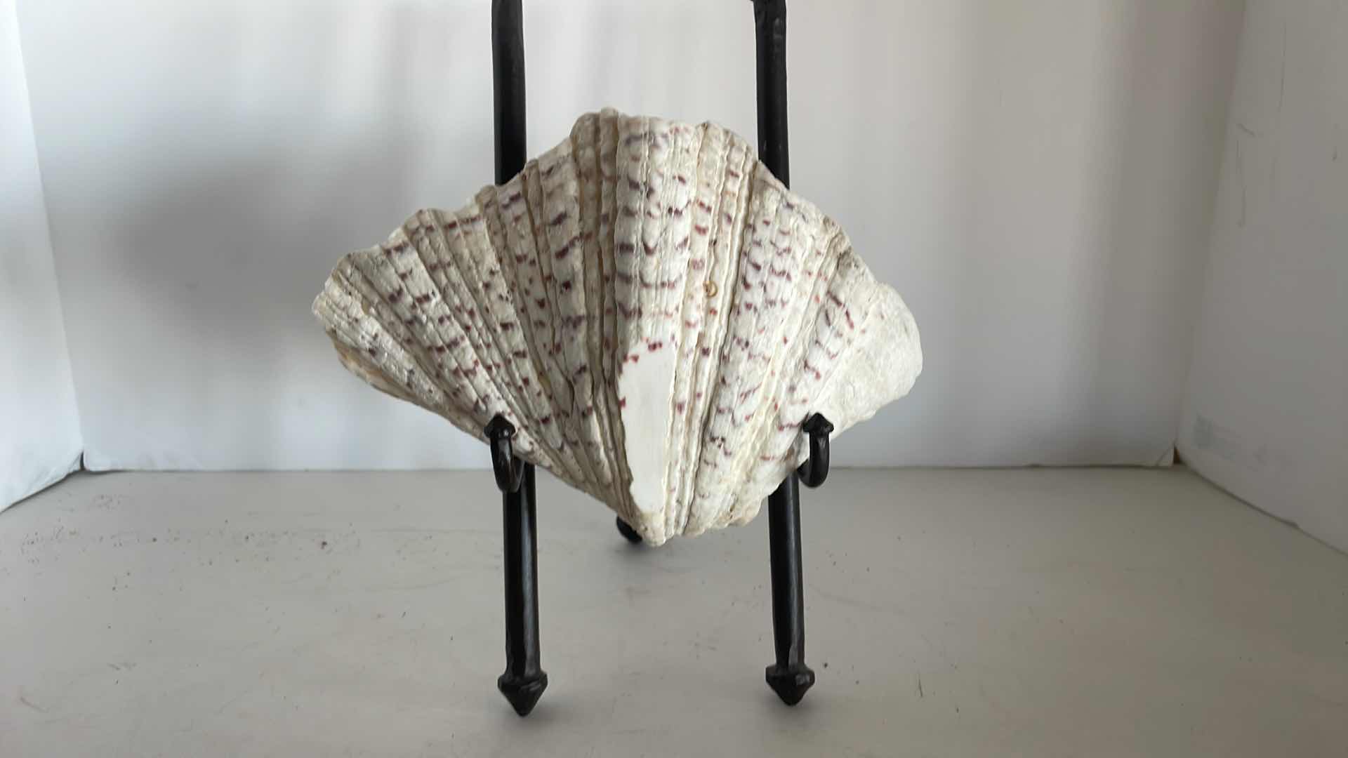 Photo 1 of CONCH SHELL 9”Hx6”W