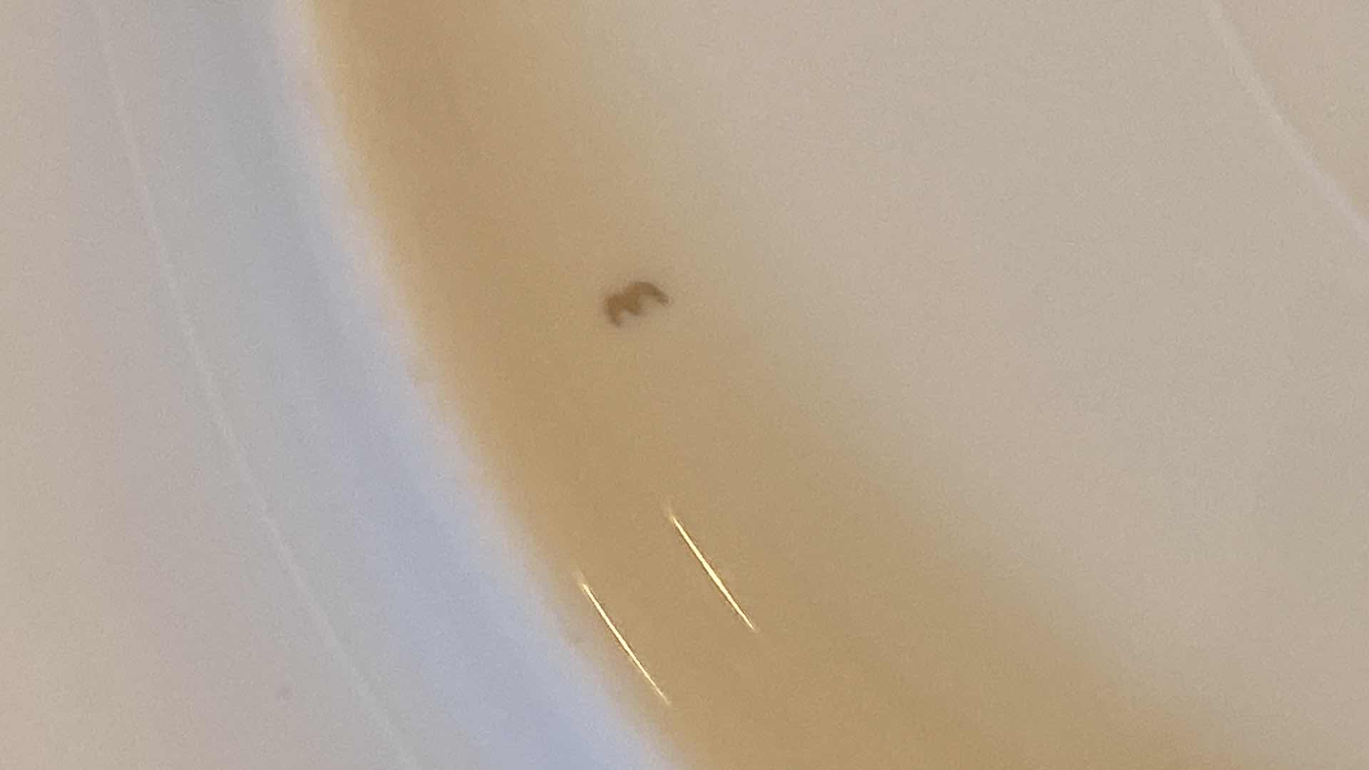 Photo 1 of 8 PIECE DEMITASSE SET MADE IN JAPAN & 11” PLATE PORCELAIN MARKED LW