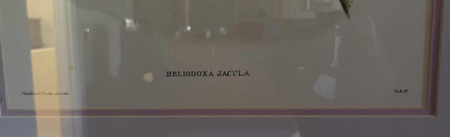 Photo 1 of FRAMED HUMMINGBIRD ARTWORK 32”X39”