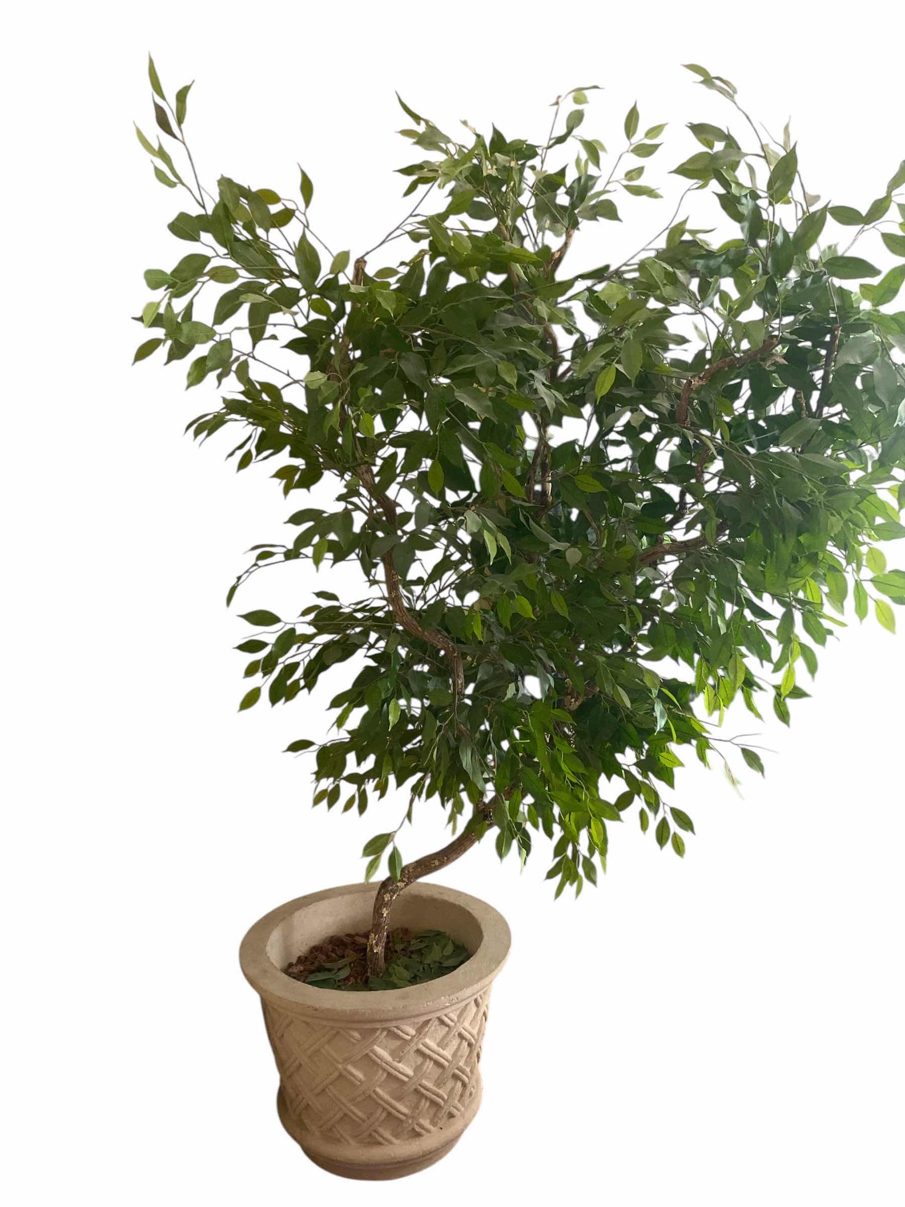 Photo 1 of ARTIFICIAL FICUS TREE WITH HEAVY POT H7’ POT MEASURES 25” X 18 1/2”