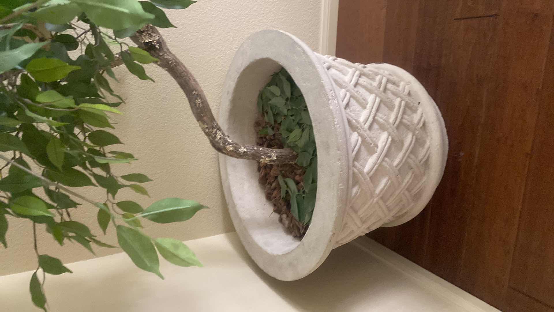 Photo 1 of ARTIFICIAL FICUS TREE WITH HEAVY POT H7’ POT MEASURES 25” X 18 1/2”