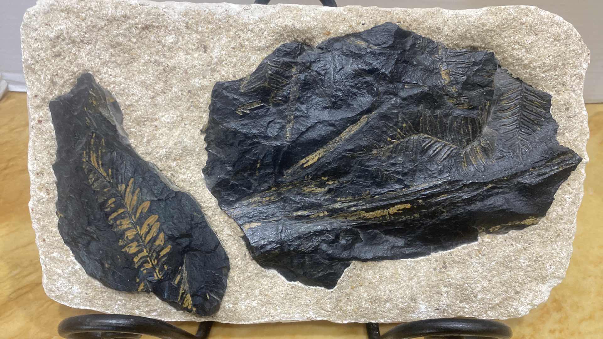 Photo 1 of FOSSIL SPECIMEN ON A STONE MATRIX 12” X 7”