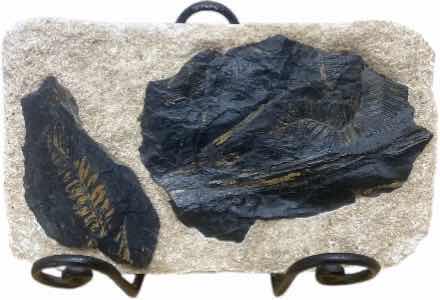 Photo 1 of FOSSIL SPECIMEN ON A STONE MATRIX 12” X 7”