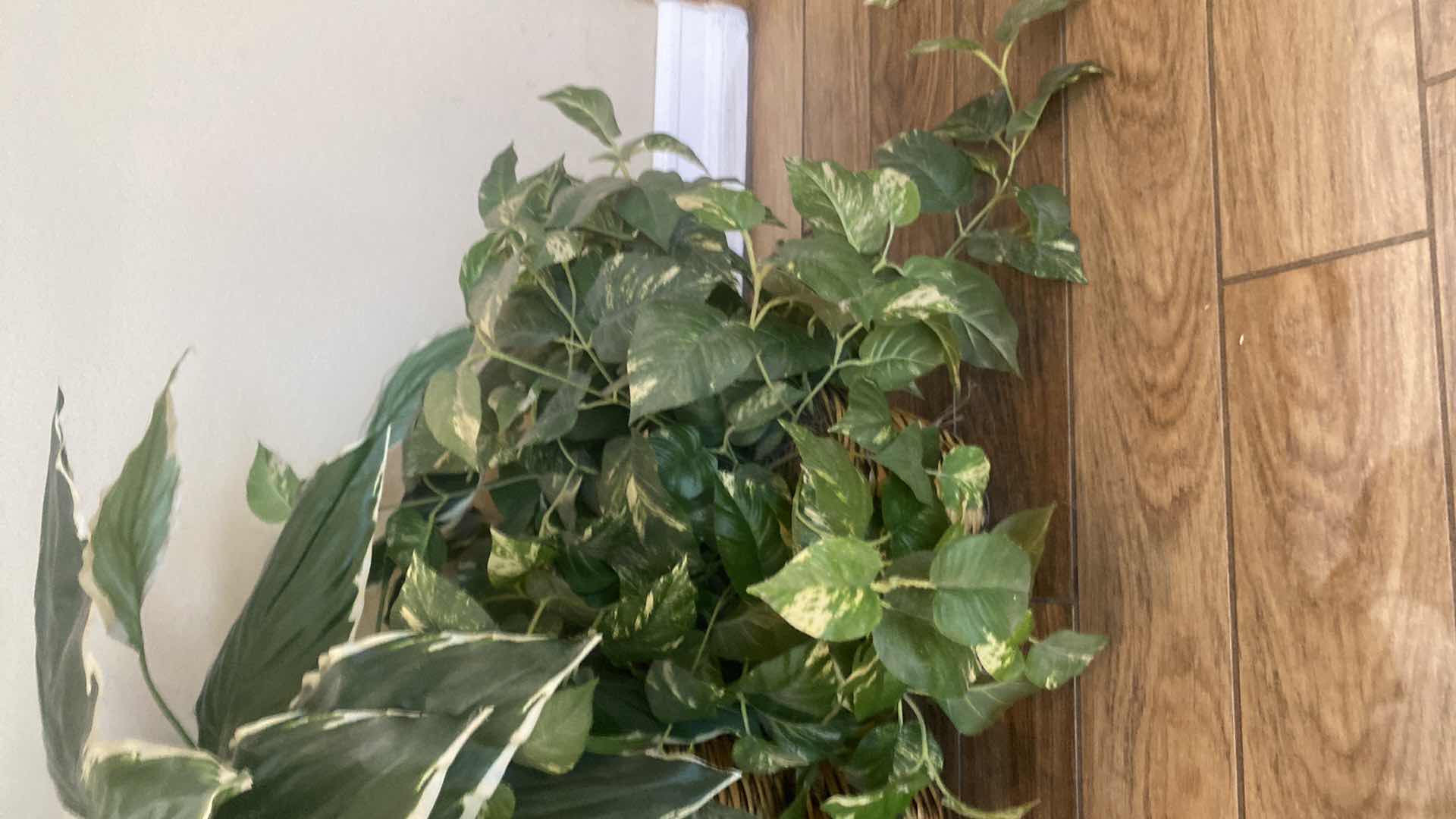 Photo 1 of 3-ARTIFICIAL PLANTS TALLEST H34”