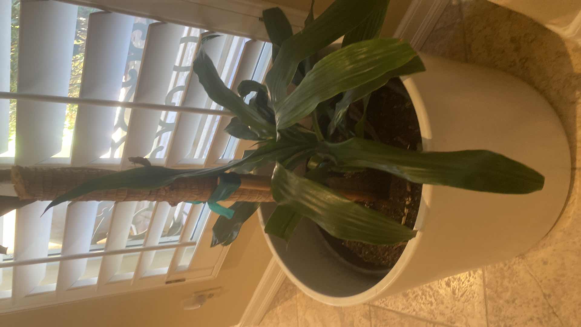 Photo 1 of LIVE PLANT IN POT H42”