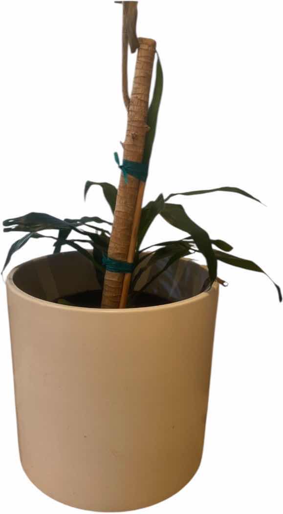 Photo 1 of LIVE PLANT IN POT H42”