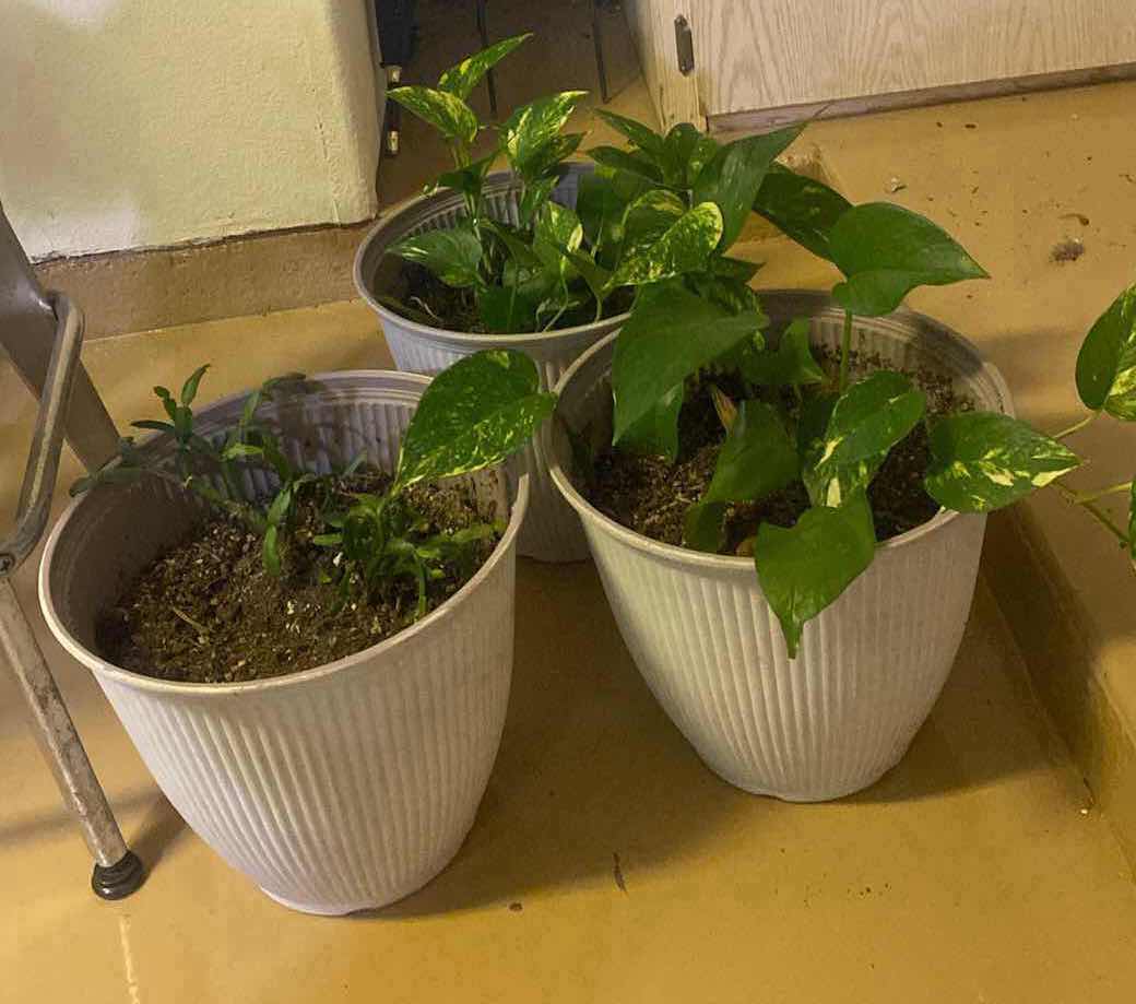 Photo 1 of 3-LIVE PLANTS