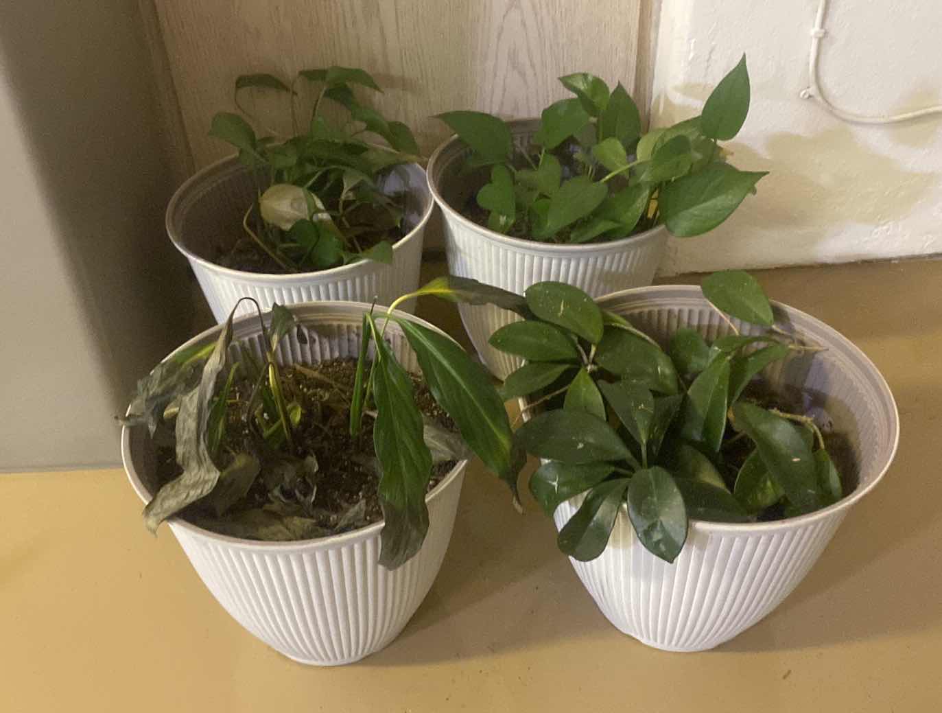 Photo 1 of 4-LIVE PLANTS