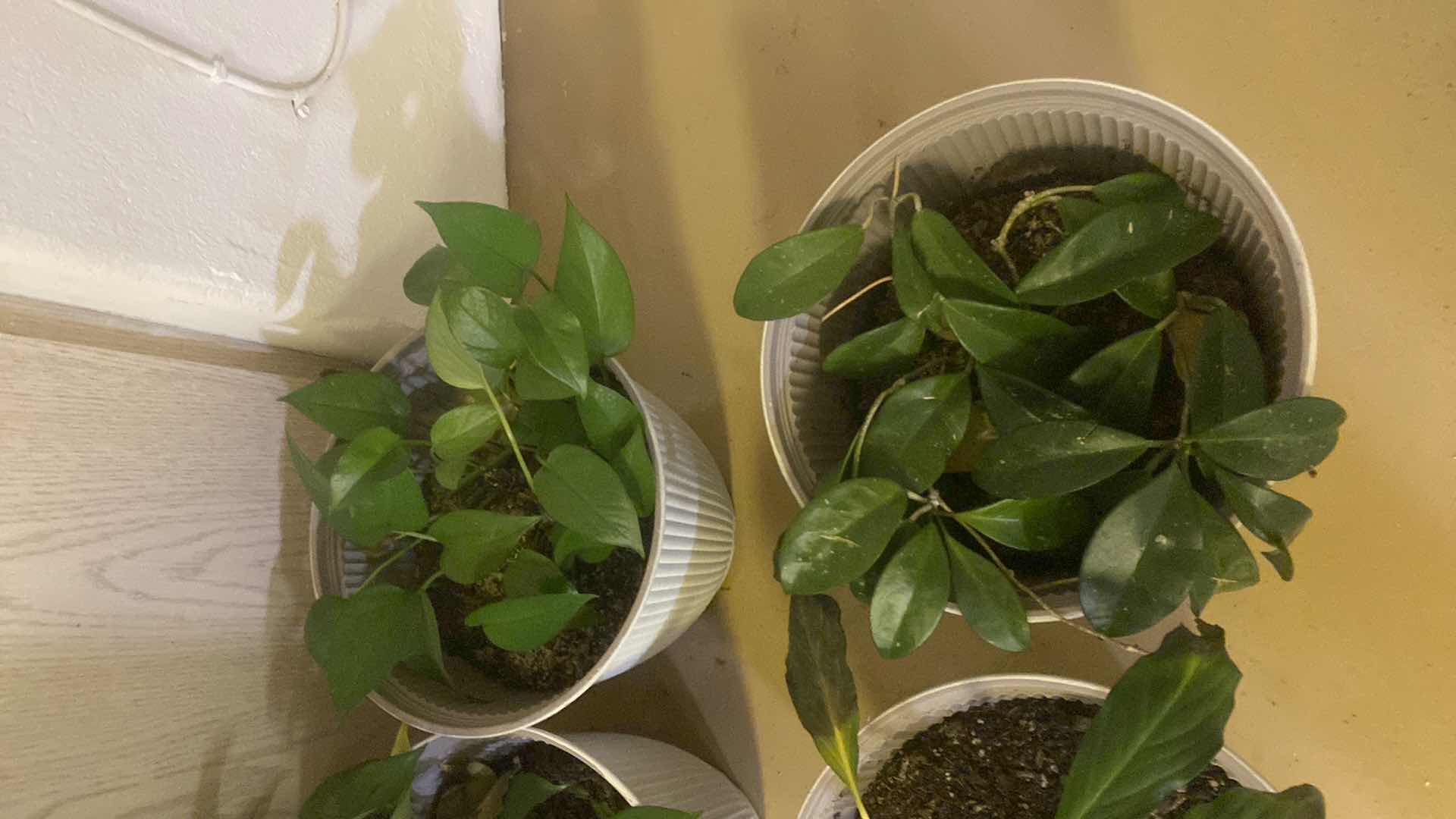 Photo 1 of 4-LIVE PLANTS