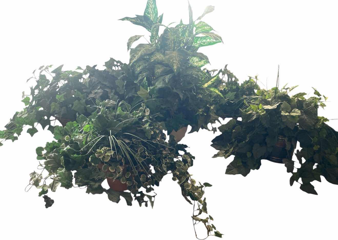 Photo 1 of 6-ARTIFICIAL PLANTS TALLEST 30”