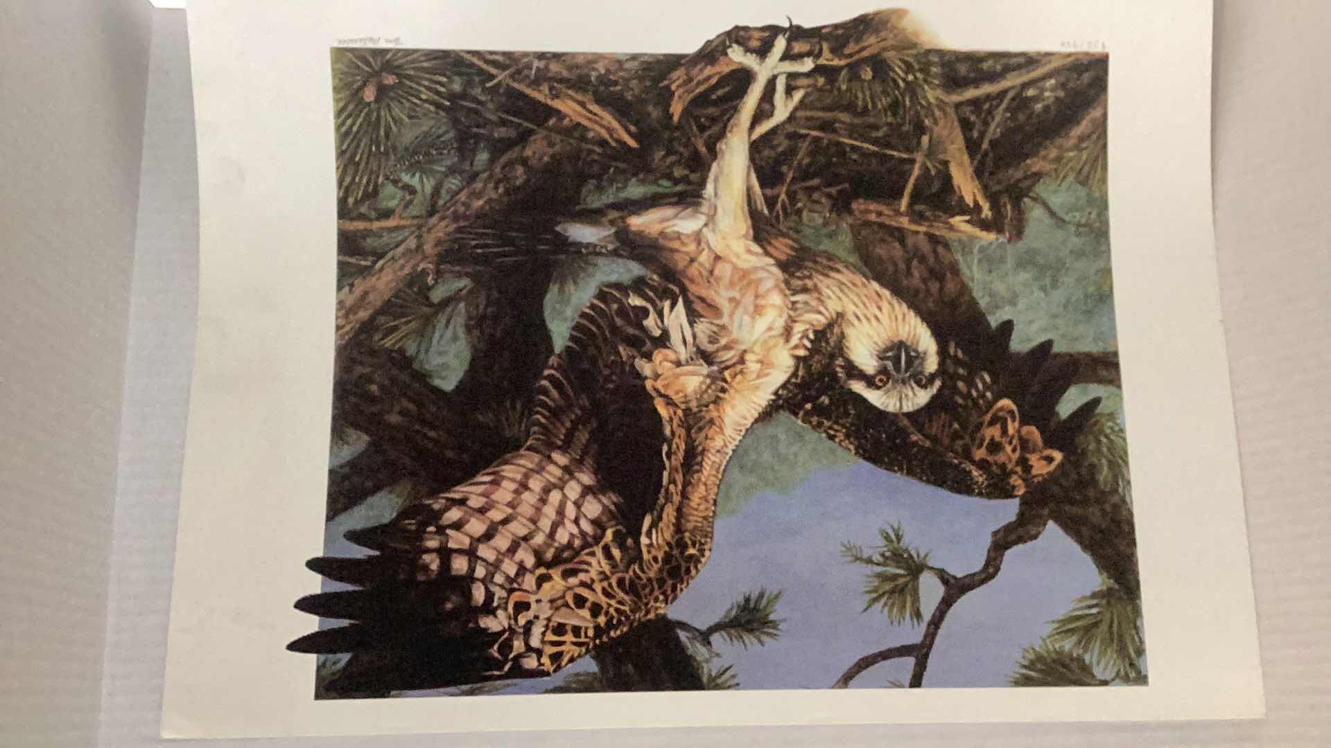 Photo 1 of TWO TOM MATARRESE NUMBERED ANIMAL PRINTS 20” X 17”